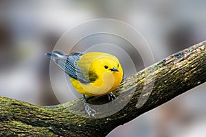 Prothonotary Warbler