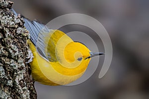 Prothonotary Warbler