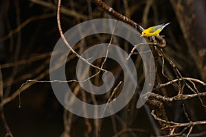 Prothonotary Warbler in Costa Rica