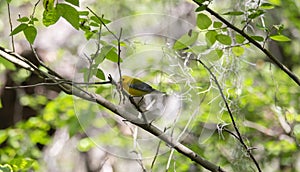 Prothonotary Warbler in Nature