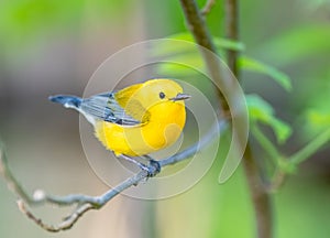 Prothonotary warbler perched on a branch