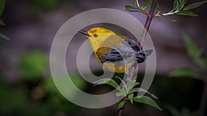Prothonotary Warbler photo