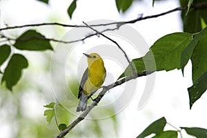Prothonotary Warbler (Protonotaria citrea) photo