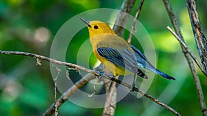 Prothonotary Warbler  (Protonotaria citrea