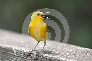 Prothonotary Warbler singing on boardwalk hiking trail at Phinizy Swamp Nature Park, Georgia