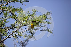 Prothonotary Warbler in a Tree