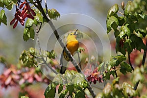 Prothonotory Warbler Singing