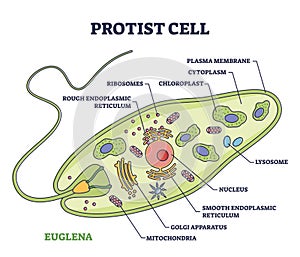 Protist cell anatomy with euglena microorganism structure outline diagram