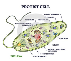 Protist cell anatomy with euglena microorganism structure outline diagram photo
