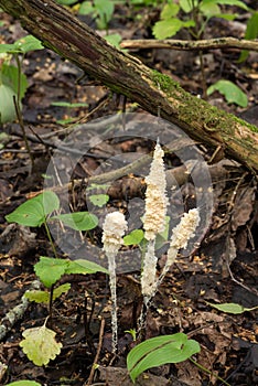 Protista organism slime mold