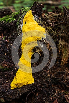 Protista organism slime mold growing in the Belarusian forest