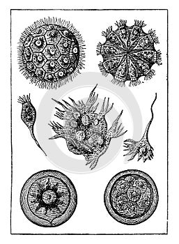 Protists, intermediate beings. The magosphaera planula, vintage engraved illustration