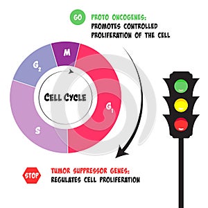 Functions of proto oncogenes and tumor suppressor genes in the cell cycle photo