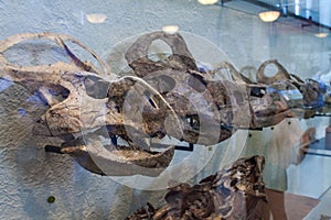 Protoceratops in American Museum of Natural History