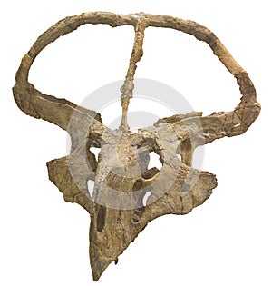 Protoceratops andrewsi