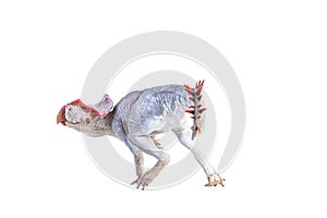 Protoceratops  , dinosaur on  isolated background