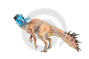 Protoceratops  , dinosaur on  isolated background