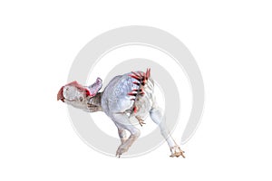 Protoceratops  , dinosaur on  isolated background