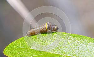 Protographium marcellus, the zebra swallowtail, is a swallowtail butterfly native to the eastern United States