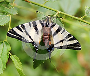 Protographium marcellus, the zebra swallowtail, during pupation.