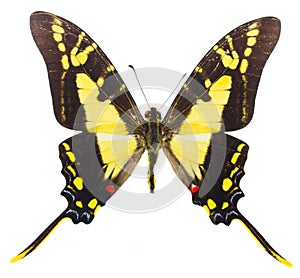 Protographium thyastes butterfly