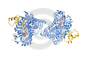 Crystal structure of human CYP11A1 in complex with adrenodoxin (orange) and cholesterol (red) photo