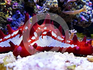 Red Knob Starfish - Protoreaster linckii photo