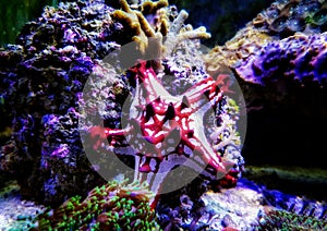 Red Knob Starfish - Protoreaster linckii photo