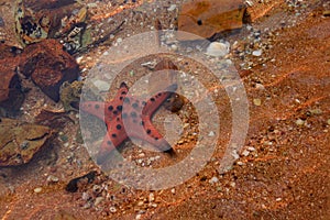 Protoreaster nodosus or seastar among the rocks in shallow seawater