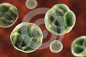 Prototheca wickerhamii algae, 3D illustration. Causes infection in human protothecosis seen as skin lesions