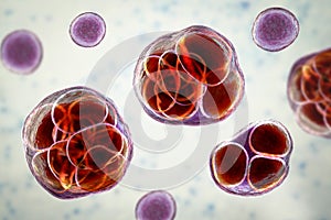 Prototheca wickerhamii algae, 3D illustration. Causes infection in human protothecosis seen as skin nodules