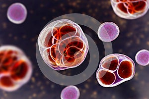 Prototheca wickerhamii algae, 3D illustration. Causes infection in human protothecosis seen as skin nodules