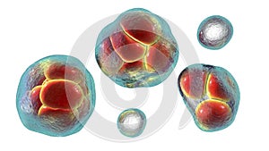 Prototheca wickerhamii algae, 3D illustration. Causes infection in human protothecosis seen as skin nodules