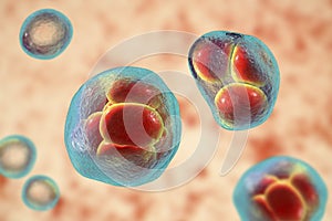 Prototheca wickerhamii algae, 3D illustration. Causes infection in human protothecosis seen as skin nodules