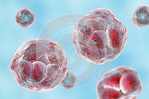 Prototheca wickerhamii algae, 3D illustration. Causes infection in human protothecosis seen as skin nodules