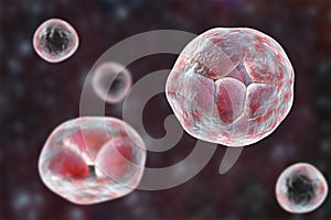 Prototheca wickerhamii algae, 3D illustration. Causes infection in human protothecosis seen as skin nodules