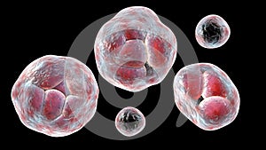 Prototheca wickerhamii algae, 3D illustration. Causes infection in human protothecosis seen as skin nodules