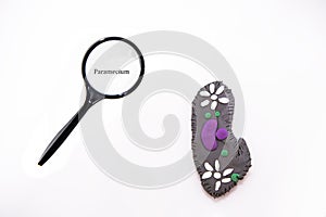 Protozoa bacteria. The most famous and simple bacteria:  Paramecium