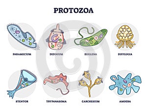 Protozoa division collection as single cell eukaryote biological outline set