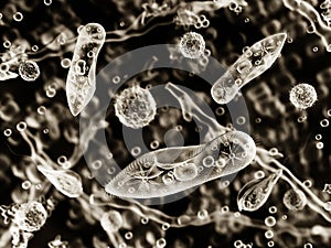 Protozoa, infusoria under a microscope