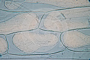 Protozoa and plant cells under the microscope for education.