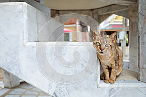 Protrait brown cat, Cute cat.