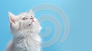 A protrait of cute cat on color background