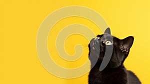 A protrait of cute cat on color background