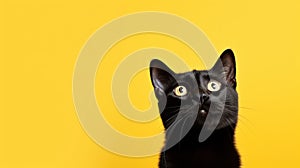 A protrait of cute cat on color background