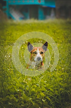 Protrait of dog on grassy field