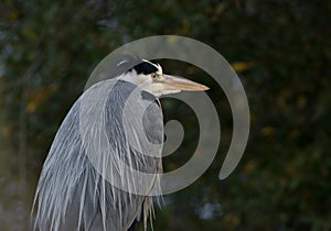 Protrait of a grey heron