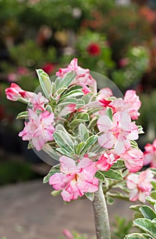 The protrait of pink desert rose