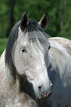 Protrait of a white horse