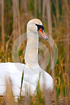 Protrait Wild Mother Swan Sitting On Nest